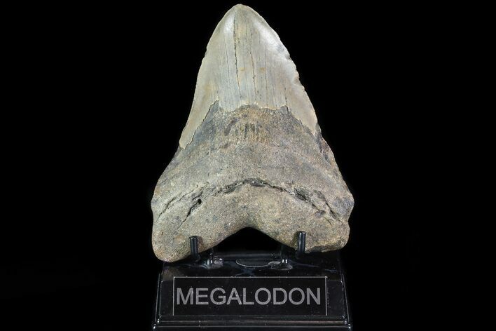 Bargain, Megalodon Tooth - North Carolina #82910